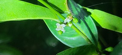 Cassipourea elliptica, photographed by ritirene