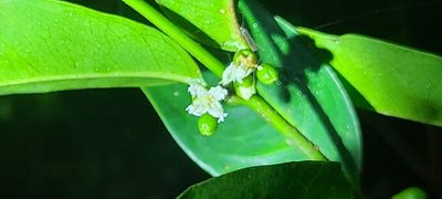 Cassipourea elliptica, photographed by ritirene