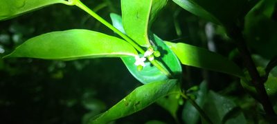 Cassipourea elliptica, photographed by ritirene