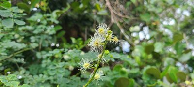 Mimosa ceratonia, photographed by ritirene