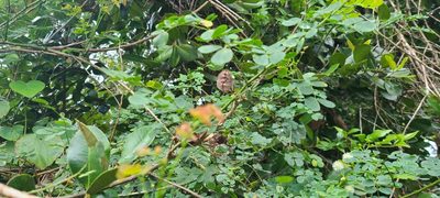 Mimosa ceratonia, photographed by ritirene