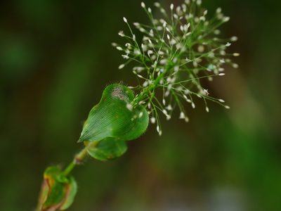 Sphaerocaryum malaccense, photographed by Jacy Chen