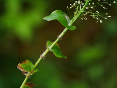Sphaerocaryum malaccense, photographed by Jacy Chen
