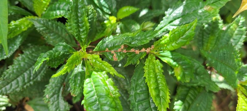 Pilea semidentata, photographed by ritirene