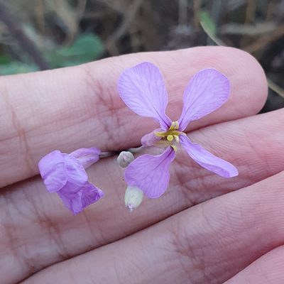 Moricandia suffruticosa, photographed by Mehdi Chetibi