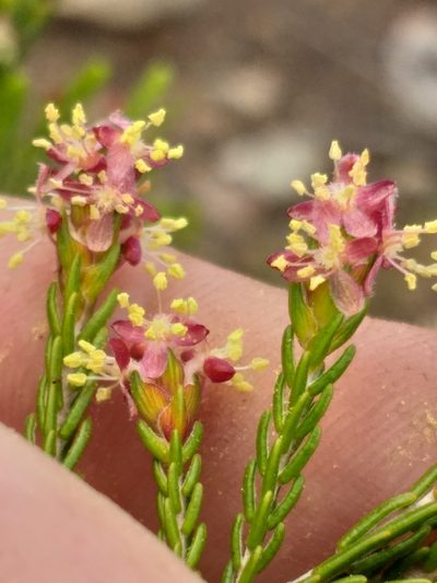 Passerina rubra, photographed by kevin koen