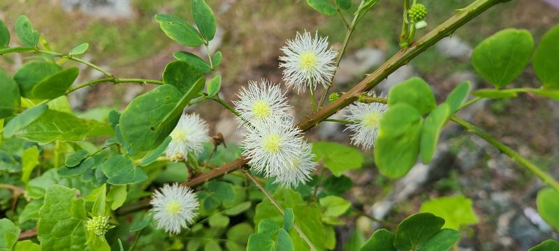 Mimosa ceratonia, photographed by ritirene