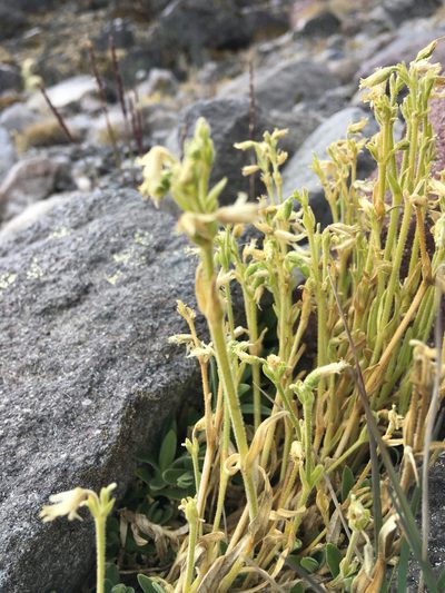 Cerastium vulcanicum, photographed by Fabien Anthelme