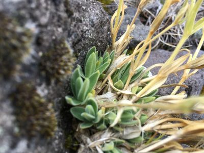 Cerastium vulcanicum, photographed by Fabien Anthelme