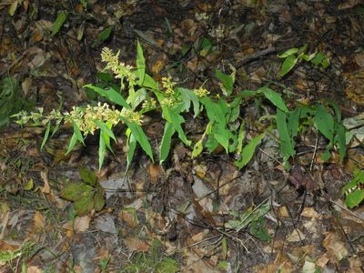 Solidago curtisii, photographed by Michael J. Papay