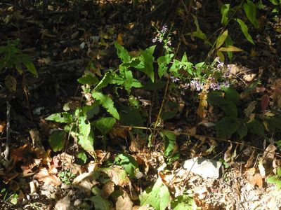 Symphyotrichum undulatum, photographed by Michael J. Papay