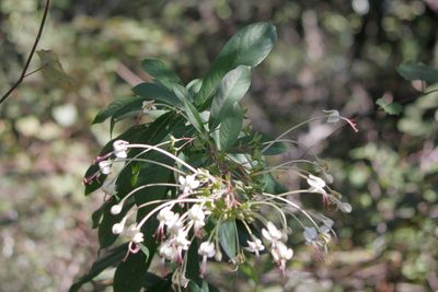 Clerodendrum indicum, photographed by Kim