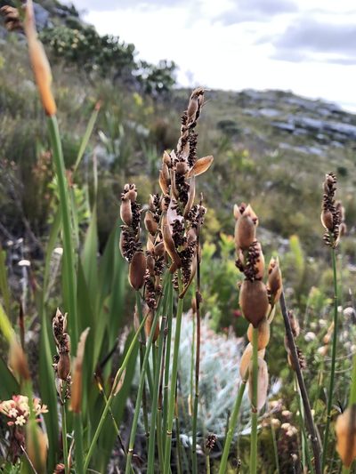 Elegia juncea, photographed by Caroline Voget