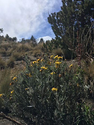 Senecio mairetianus, photographed by Fabien Anthelme