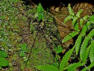 Coryphopteris castanea, photographed by Jacy Chen