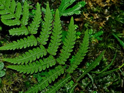 Coryphopteris castanea, photographed by Jacy Chen