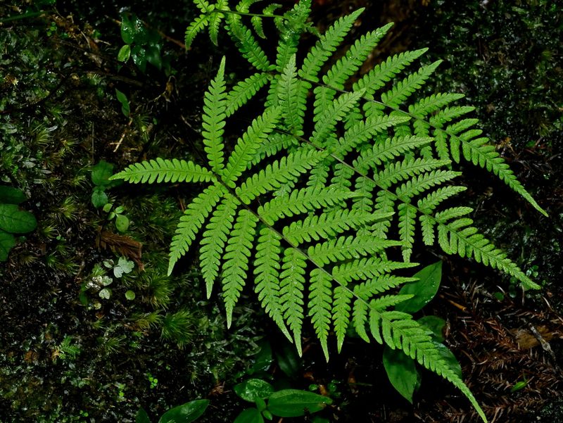 Coryphopteris castanea, photographed by Jacy Chen