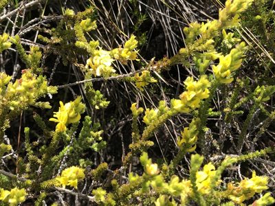 Aspalathus ericifolia, photographed by Caroline Voget