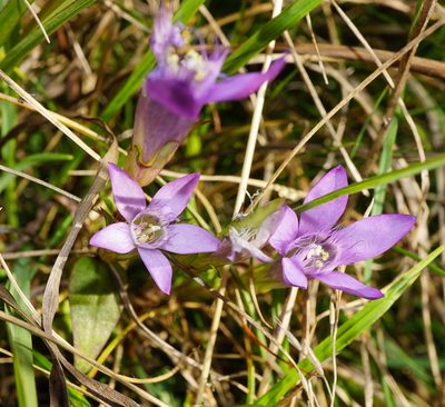 Gentianella austriaca, photographed by Patrick Hacker
