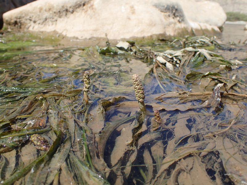 Potamogeton schweinfurthii, photographed by Mahomed Desai
