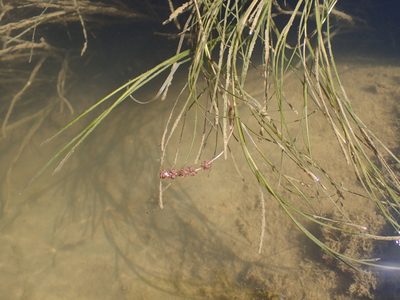 Stuckenia pectinata, photographed by Mahomed Desai