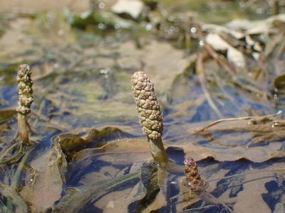 Potamogeton schweinfurthii, photographed by Mahomed Desai