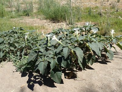 Datura innoxia, photographed by Mahomed Desai
