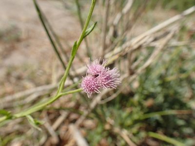 Litogyne gariepina, photographed by Mahomed Desai