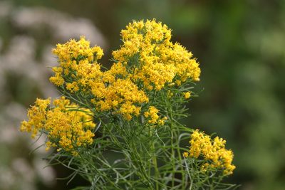 Euthamia caroliniana, photographed by Kim