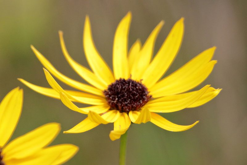 Helianthus heterophyllus, photographed by Kim