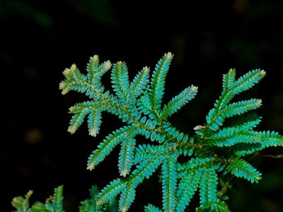 Selaginella uncinata, photographed by Jacy Chen