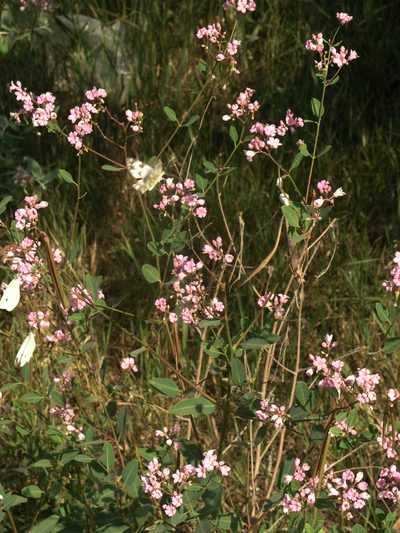 Poacynum venetum, photographed by Oleg Kosterin