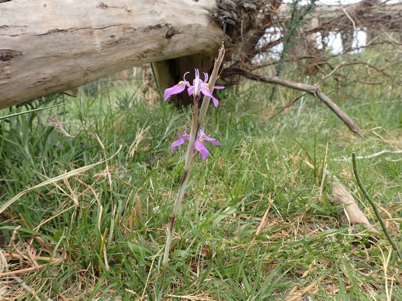 Moraea simulans, photographed by Mahomed Desai