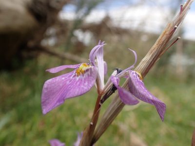 Moraea simulans, photographed by Mahomed Desai