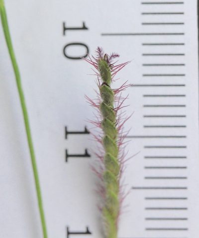 Eremochloa ciliaris, photographed by Agnes Trekker