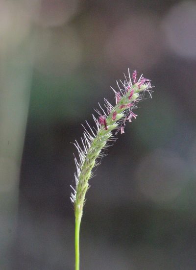 Eremochloa ciliaris, photographed by Agnes Trekker
