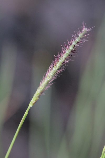 Eremochloa ciliaris, photographed by Agnes Trekker