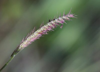 Eremochloa ciliaris, photographed by Agnes Trekker