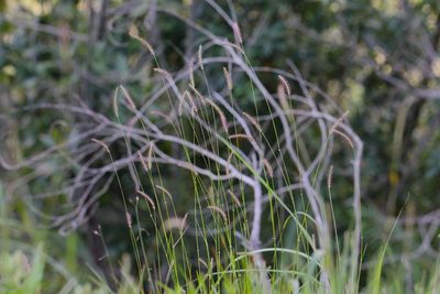 Eremochloa ciliaris, photographed by Agnes Trekker