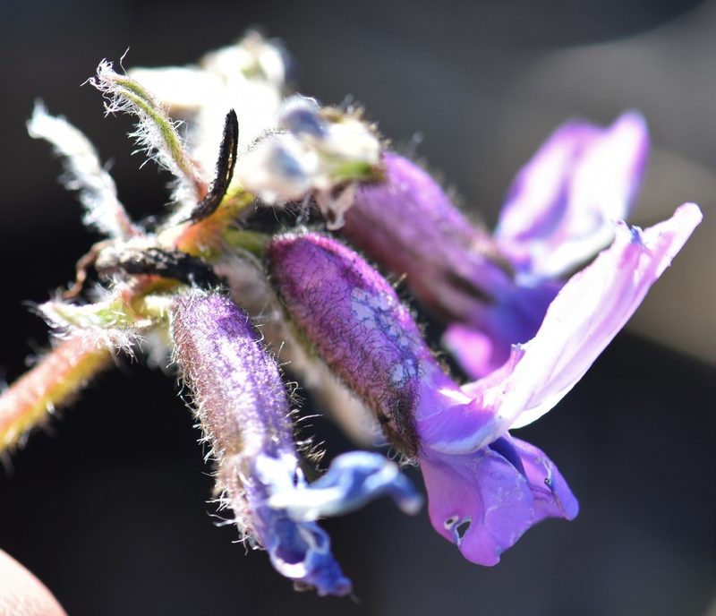 Oxytropis arctica, photographed by Eric Lamb