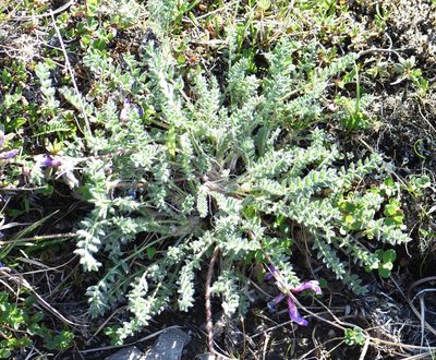 Oxytropis arctica, photographed by Eric Lamb