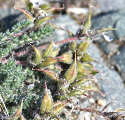 Oxytropis arctica, photographed by Eric Lamb