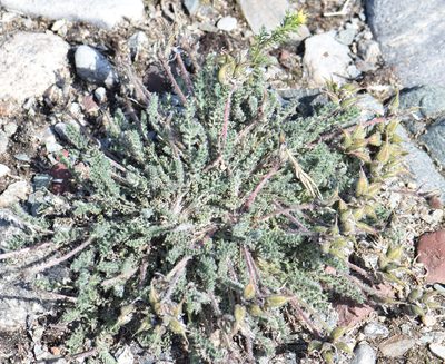 Oxytropis arctica, photographed by Eric Lamb