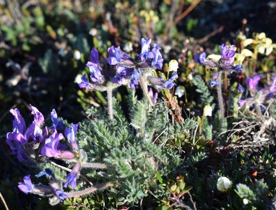 Oxytropis arctica, photographed by Eric Lamb