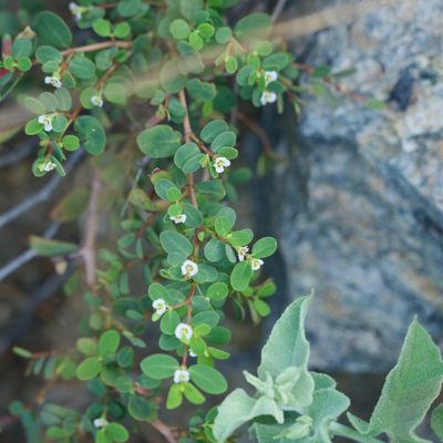 Euphorbia magdalenae, photographed by Bill Levine
