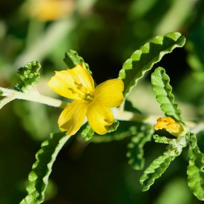 Turnera diffusa, photographed by Bill Levine