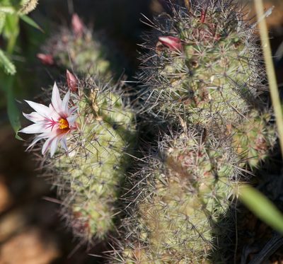Cochemiea fraileana, photographed by Bill Levine