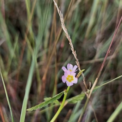 Melochia corchorifolia, photographed by Paulmathi Vinod