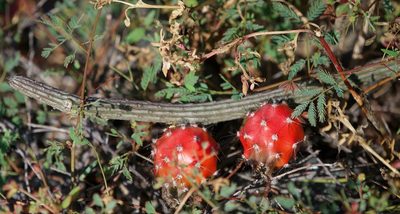 Peniocereus striatus, photographed by Bill Levine
