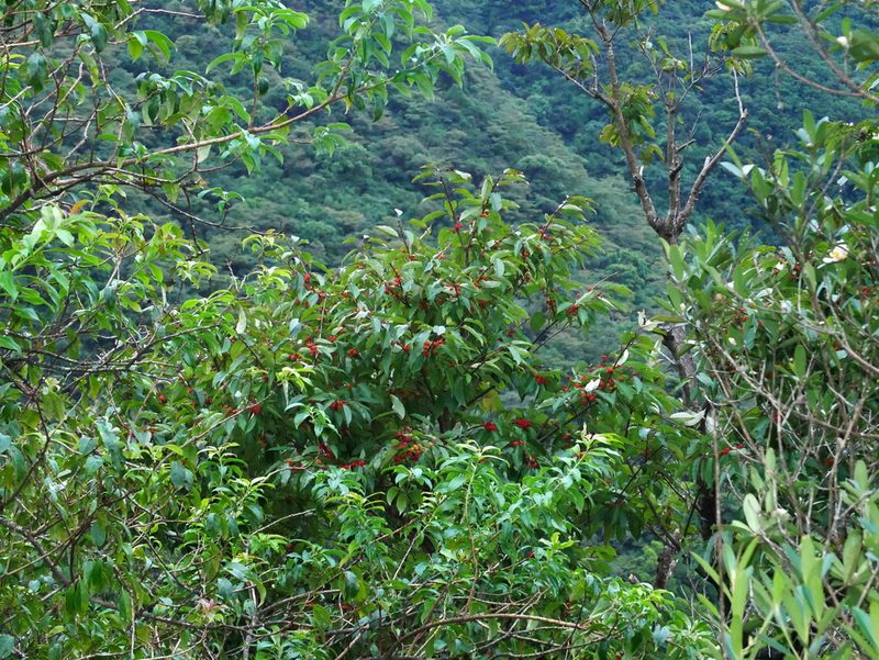Ilex micrococca, photographed by Jacy Chen